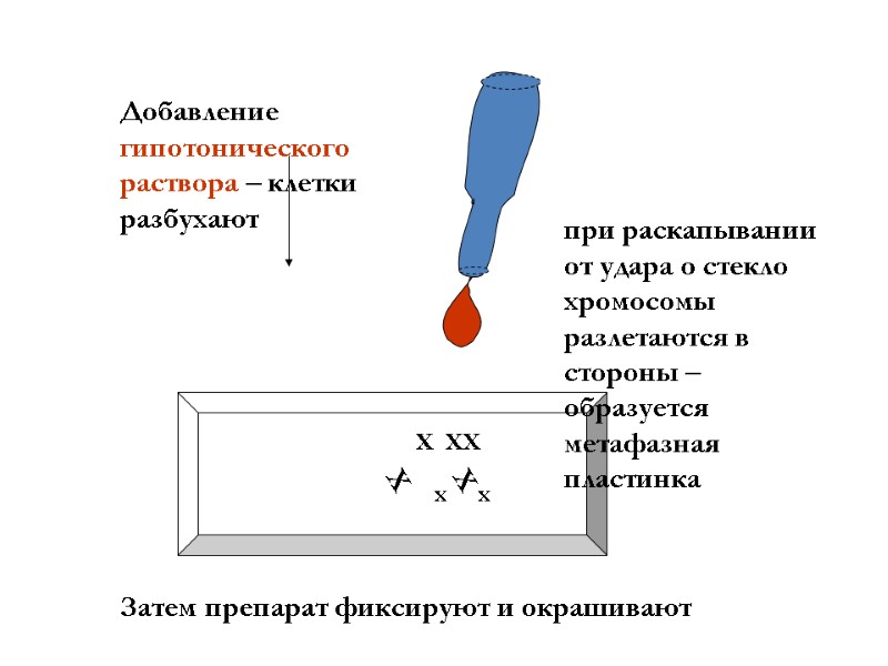 Добавление гипотонического раствора – клетки разбухают Х  ХХ    х 